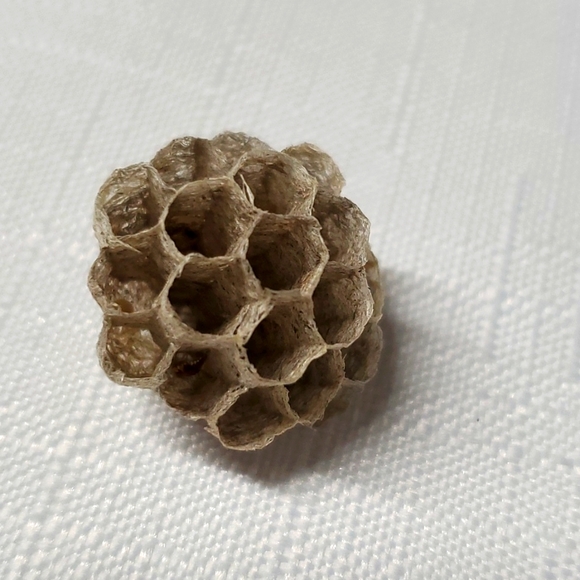 FOUND Real Wasps Nest Natural Nature Fragile Small Woodsy Decor Bee Tiny - Picture 10 of 14